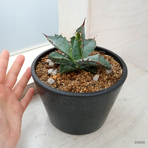 アガベ：チタノタ ブラックアンドブルー 5号* の通販 | 園芸ネット