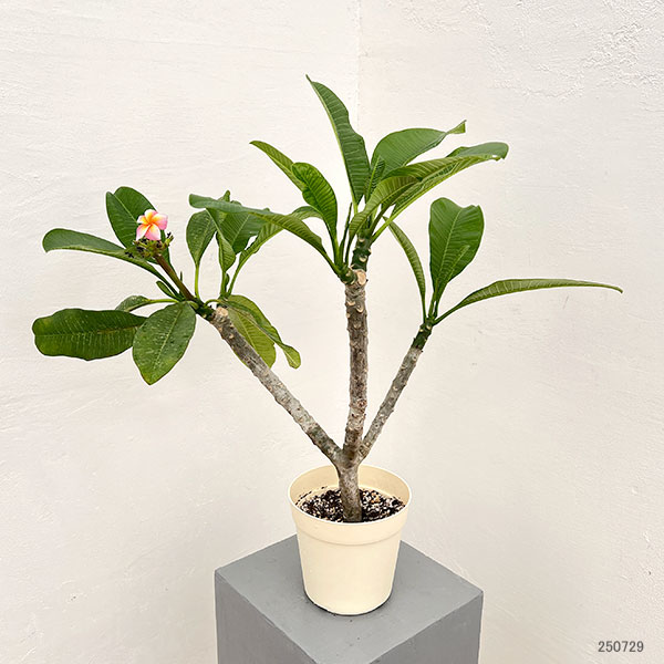 (わけあり特価)プルメリア:サンバリーナ(Thumbalina)5号鉢植え