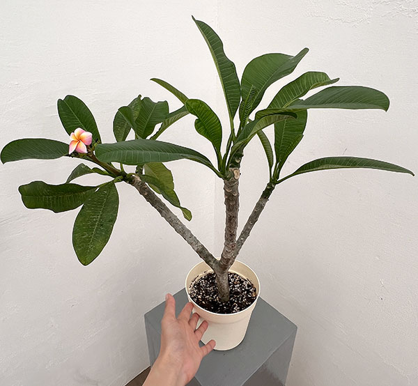 (わけあり特価)プルメリア:サンバリーナ(Thumbalina)5号鉢植え