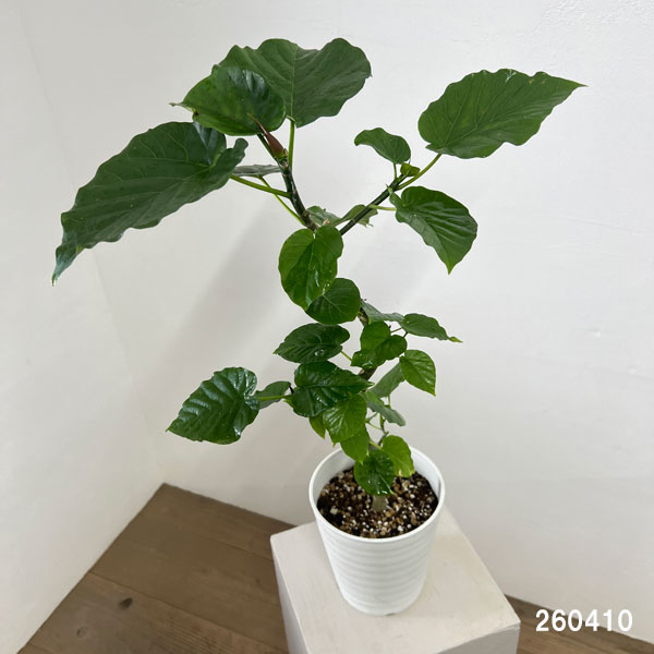 フィカス：ウンベラータ（曲げ仕立て）　5号鉢植え*