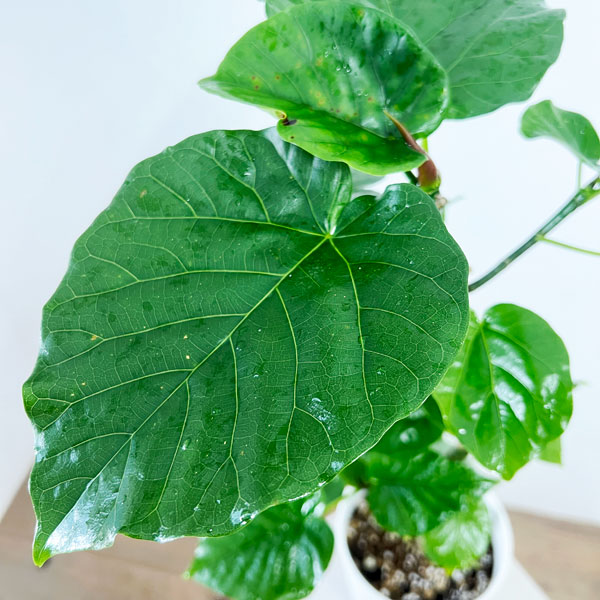 フィカス：ウンベラータ（曲げ仕立て）　5号鉢植え*