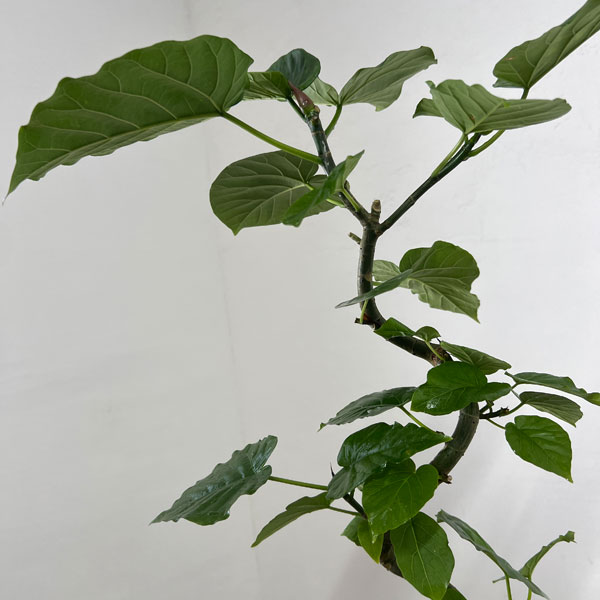 フィカス：ウンベラータ（曲げ仕立て）　5号鉢植え*