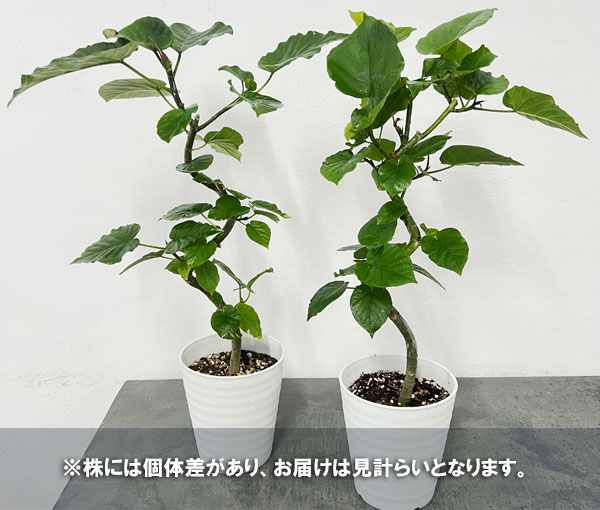 フィカス：ウンベラータ（曲げ仕立て）　5号鉢植え*