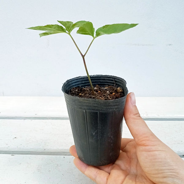 チョウセンニンジン木 苗木 チョウセンニンジン 苗 販売 苗木部 By 花