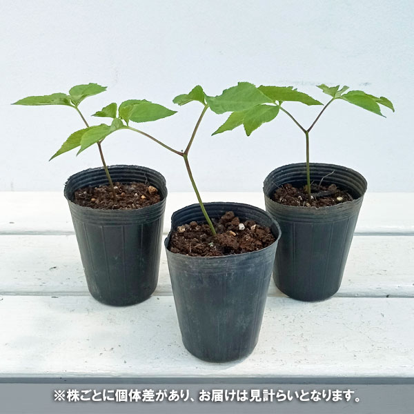 園芸ネット本店｜[送料無料]チョウセンニンジン（朝鮮人参