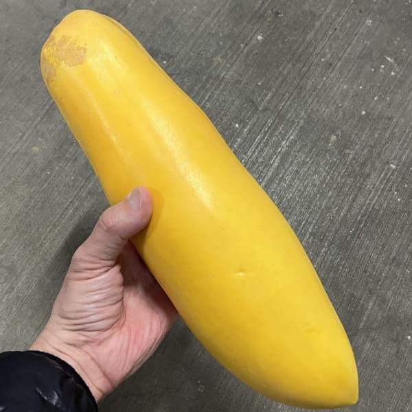 [26年4月下旬予約]パパイヤ：ゴールデンパパイヤ3-3.5号ポット