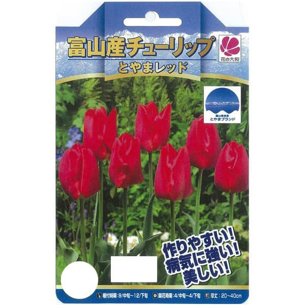 チューリップ:とやまレッド3球入り(T)
