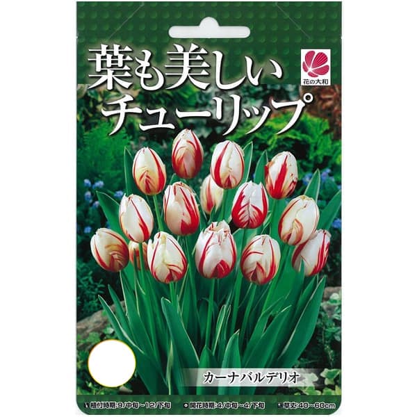 チューリップ(斑入り葉):カーナバルデリオ4球入り(T)