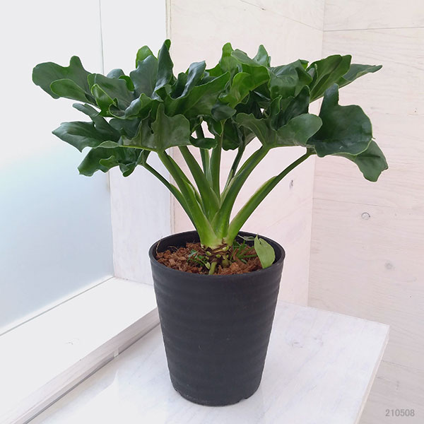 フィロデンドロン:セローム・スーパーアトム 5号鉢植え