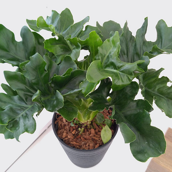 フィロデンドロン:セローム・スーパーアトム 5号鉢植え