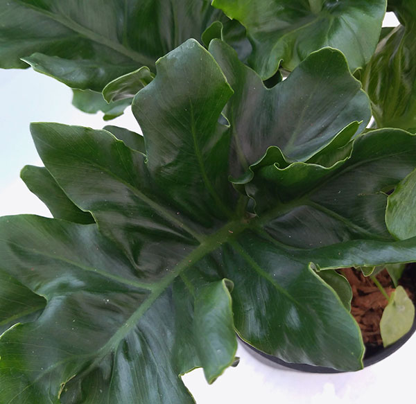 フィロデンドロン:セローム・スーパーアトム 5号鉢植え