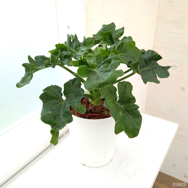 フィロデンドロン:セローム・スーパーアトム 5号鉢植え