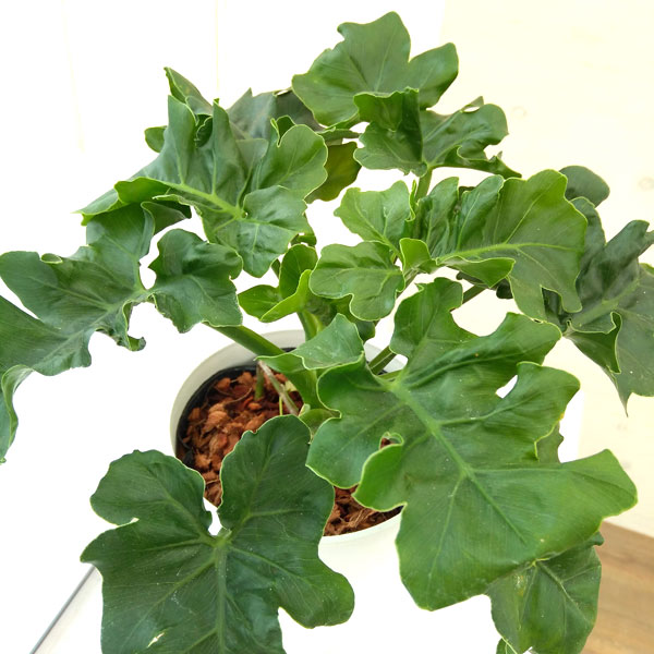 フィロデンドロン:セローム・スーパーアトム 5号鉢植え