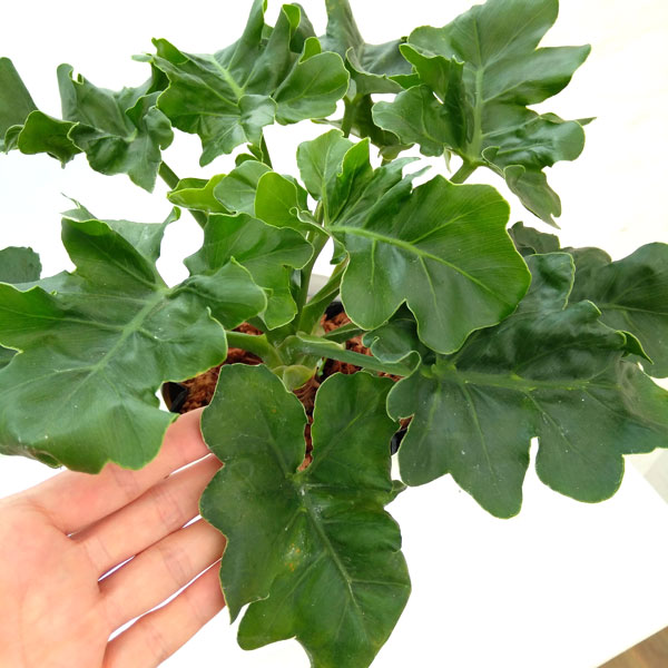 フィロデンドロン:セローム・スーパーアトム 5号鉢植え