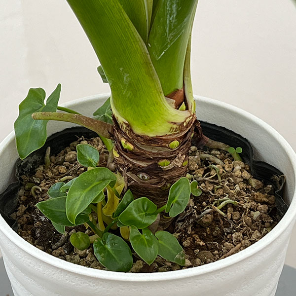 フィロデンドロン：セローム・スーパーアトム　5号鉢植え