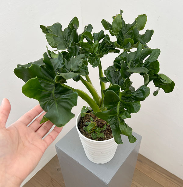 フィロデンドロン：セローム・スーパーアトム　5号鉢植え