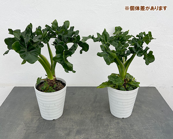 フィロデンドロン：セローム・スーパーアトム　5号鉢植え