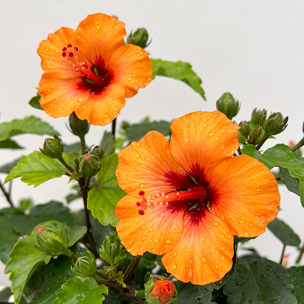 ハイビスカス・ニューロングライフ　プチオレンジ5号鉢植え