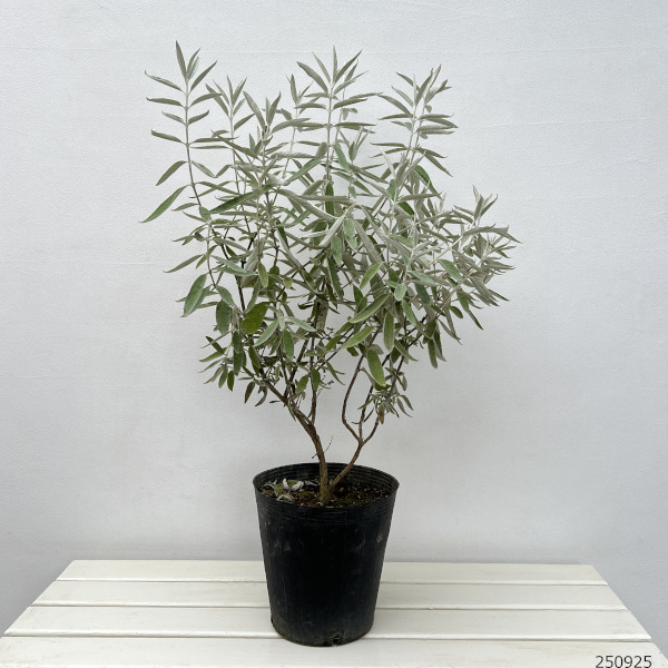 ブッドレア：シルバーアニバーサリー7号ポット