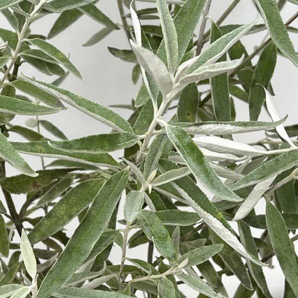 ブッドレア：シルバーアニバーサリー7号ポット