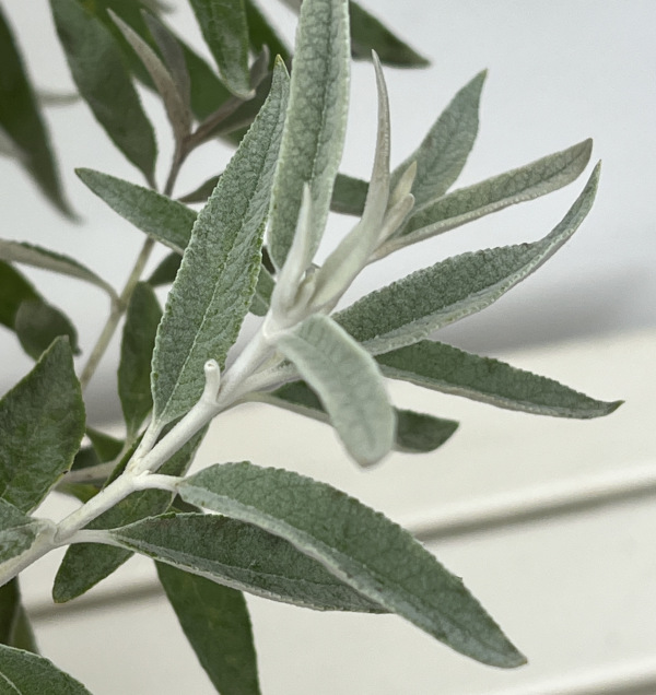 ブッドレア：シルバーアニバーサリー7号ポット