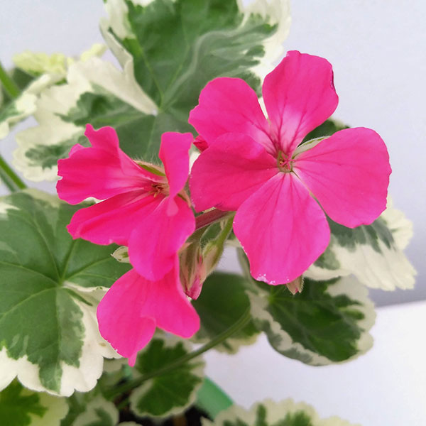 ゼラニウム：リアミントン3.5号ポット