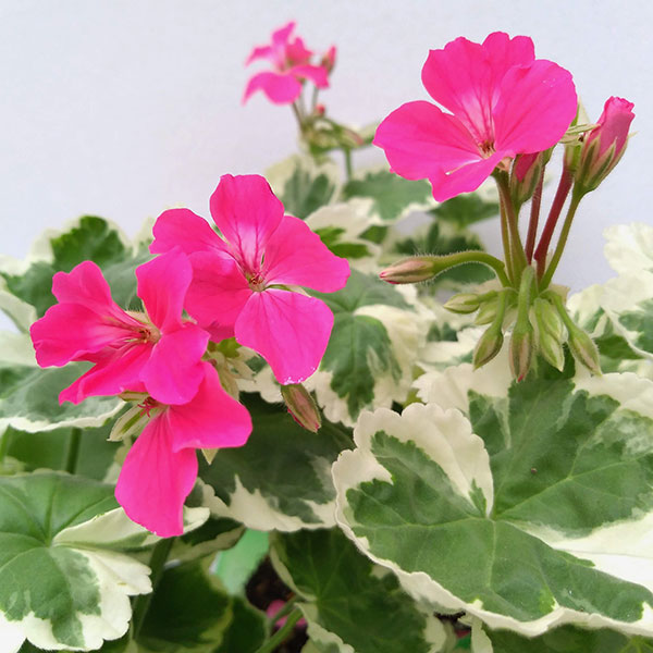 ゼラニウム：リアミントン3.5号ポット