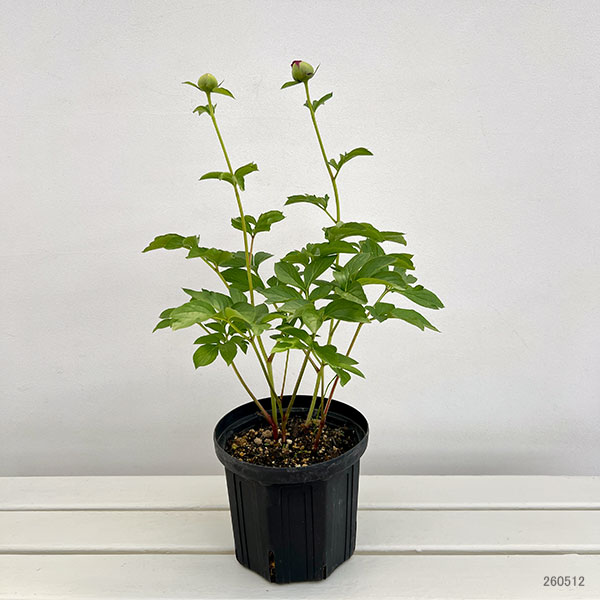 naoho 芍薬 園芸ネット本店｜シャクヤク（芍薬）：ポーラフェイ6号ポット の通販