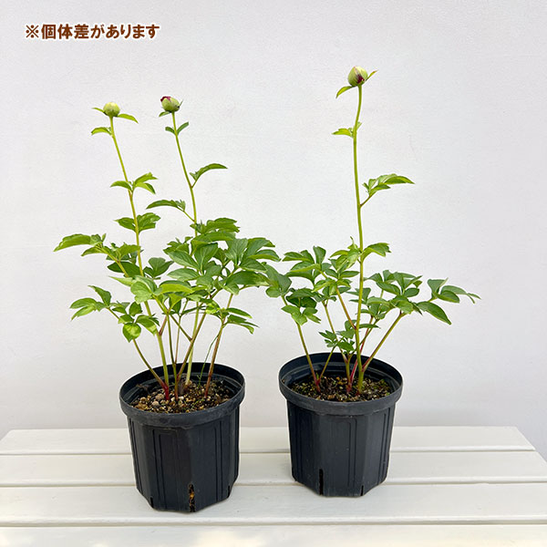 シャクヤク（芍薬）：ポーラフェイ6号ポット