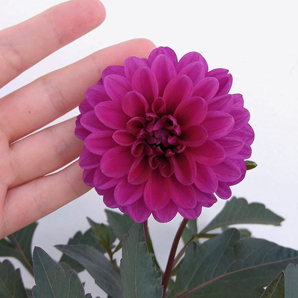 ダリア:レディダリア(黒葉):アルナ4号鉢植え