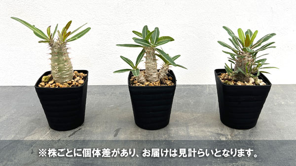 パキポディウム:ロスラーツムカクチペス3.5号鉢入り