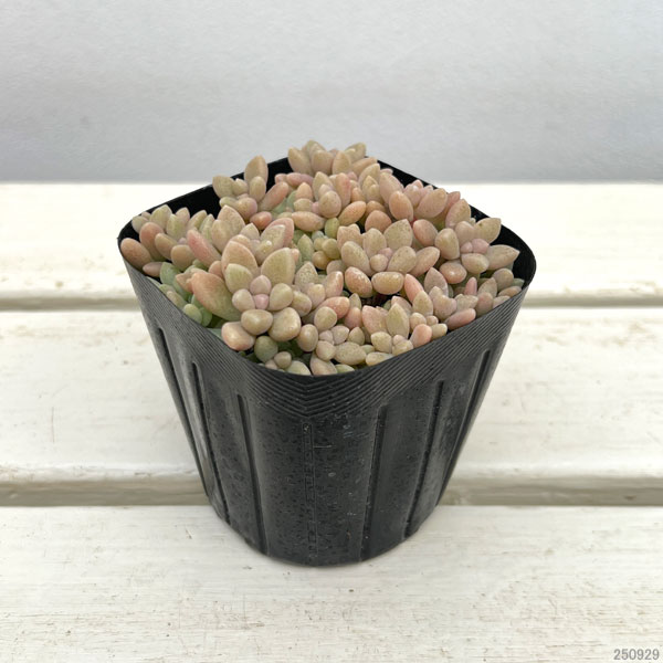 グラプトペタルム:姫秀麗(ヒメシュウレイ)2.5号ポット 2株セット