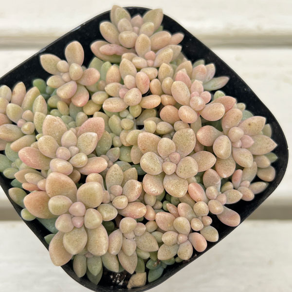 グラプトペタルム:姫秀麗(ヒメシュウレイ)2.5号ポット 2株セット