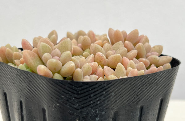 グラプトペタルム:姫秀麗(ヒメシュウレイ)2.5号ポット 2株セット