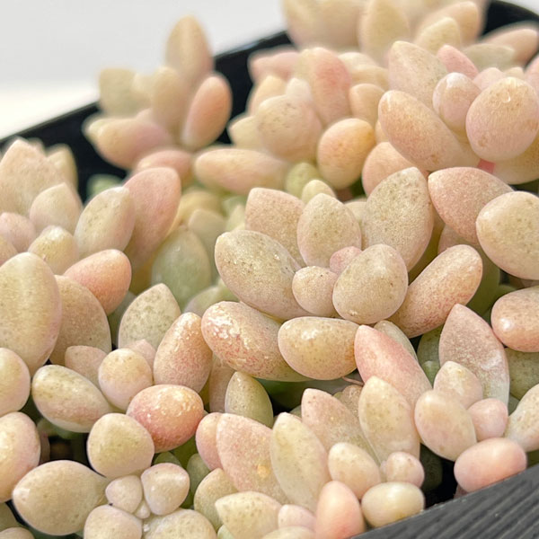 グラプトペタルム:姫秀麗(ヒメシュウレイ)2.5号ポット 2株セット