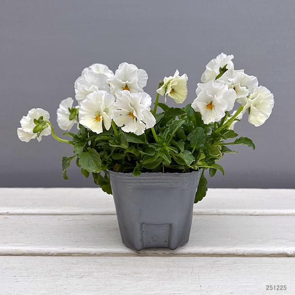 [送料無料]MSKガーデン小輪フリンジビオラ：アールヌーボーホワイト3号ポット 12株セット