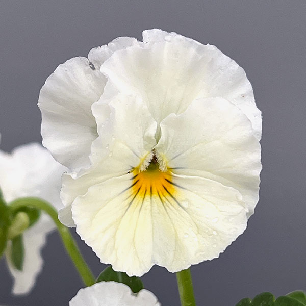 [送料無料]MSKガーデン小輪フリンジビオラ：アールヌーボーホワイト3号ポット 12株セット