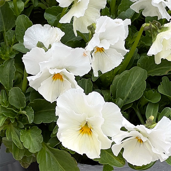 [送料無料]MSKガーデン小輪フリンジビオラ：アールヌーボーホワイト3号ポット 12株セット