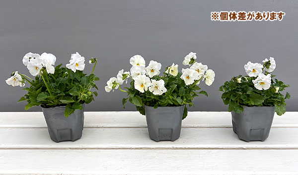[送料無料]MSKガーデン小輪フリンジビオラ：アールヌーボーホワイト3号ポット 12株セット