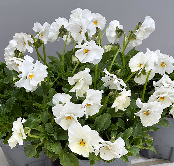 [送料無料]MSKガーデン小輪フリンジビオラ：アールヌーボーホワイト3号ポット 12株セット