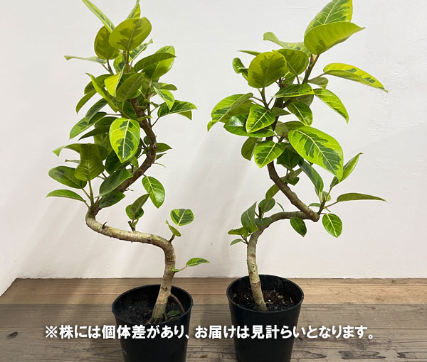 フィカス：アルテシマ （らせん仕立て）7号硬質ポット