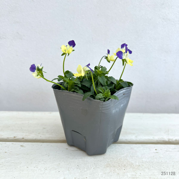 MSKガーデン極小輪ビオラ：フルーレット　インディゴブルーラビット3号ポット