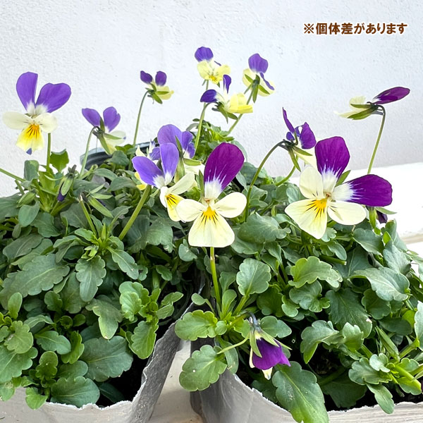 MSKガーデン極小輪ビオラ：フルーレット　インディゴブルーラビット3号ポット