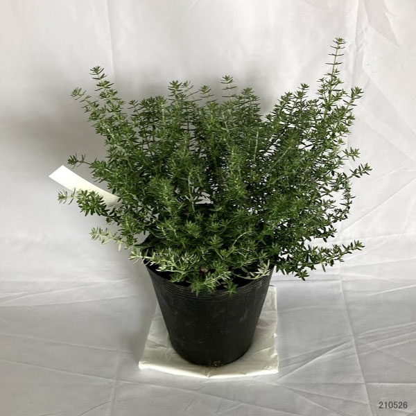 園芸ネット本店｜ウエストリンギア：緑葉紫花7号ポット の通販【公式】