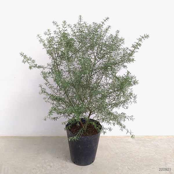 ウエストリンギア緑葉白花7号ポット