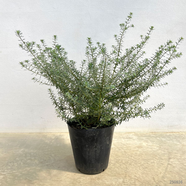 ウエストリンギア緑葉白花7号ポット