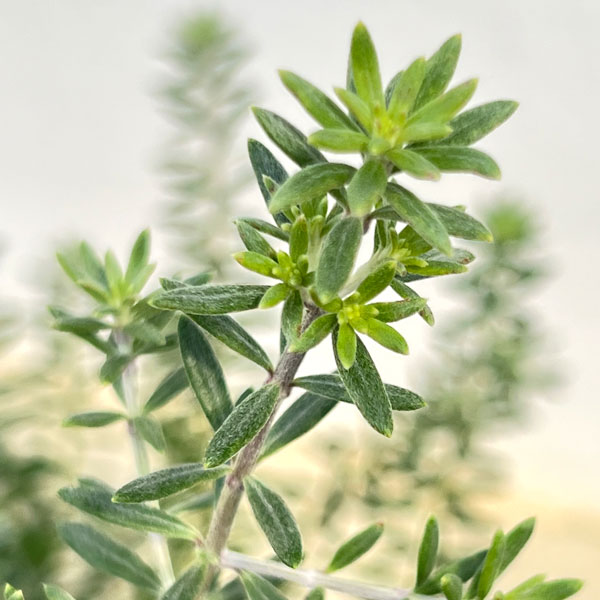 ウエストリンギア緑葉白花7号ポット