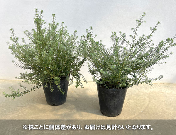 ウエストリンギア緑葉白花7号ポット