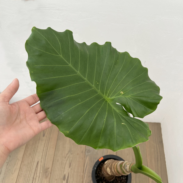 園芸ネット本店｜アロカシア：オドラ（クワズイモ） 7号鉢植え の通販