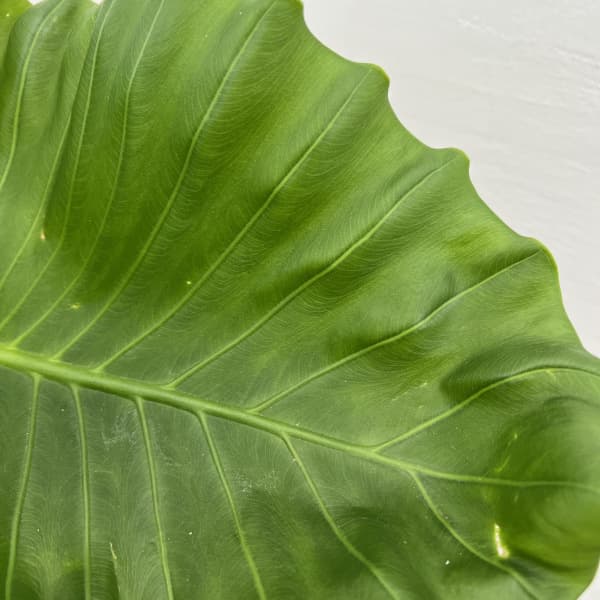 園芸ネット本店｜アロカシア：オドラ（クワズイモ） 7号鉢植え の通販